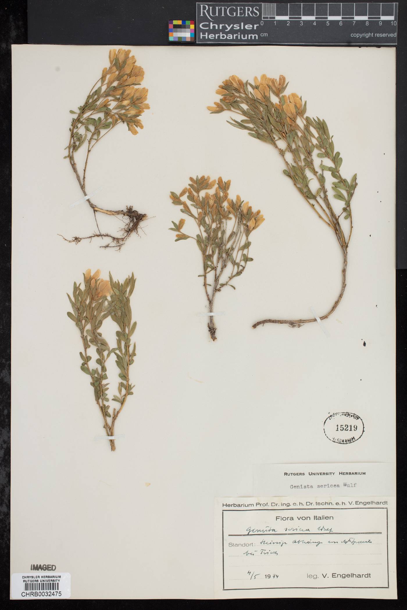 Genista sericea image