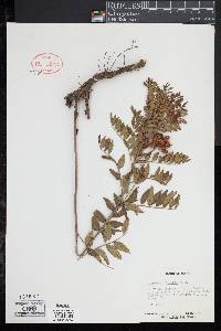 Glycyrrhiza lepidota image