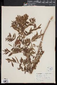 Glycyrrhiza lepidota image