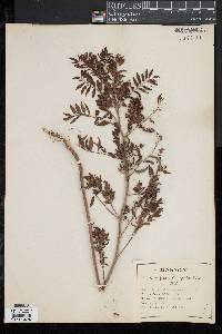 Glycyrrhiza lepidota image