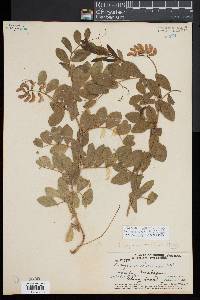 Lathyrus japonicus subsp. maritimus image