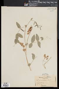 Lathyrus ochroleucus image