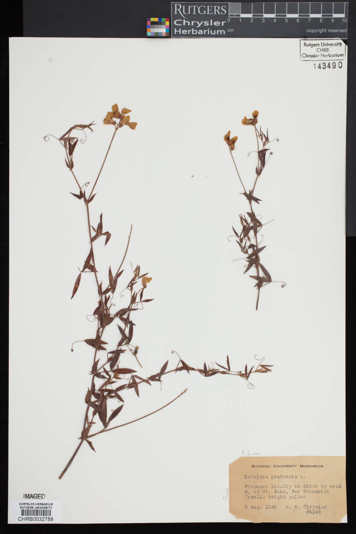 Lathyrus pratensis image