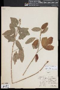 Desmodium glabellum image