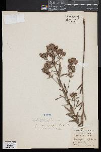 Image of Lespedeza angustifolia