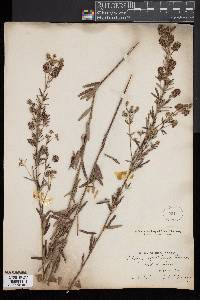 Lespedeza angustifolia image