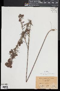 Lespedeza angustifolia image