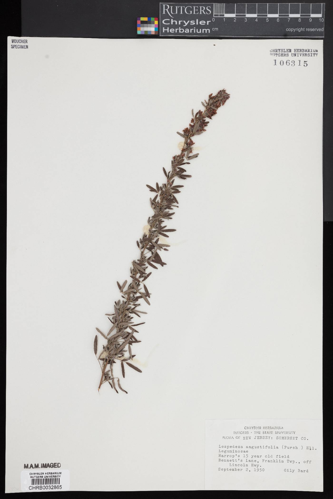 Lespedeza angustifolia image