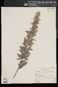 Lespedeza capitata image