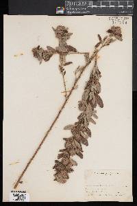 Lespedeza capitata image