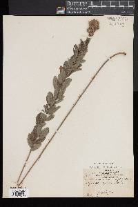 Lespedeza capitata image