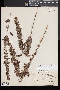 Lespedeza intermedia image