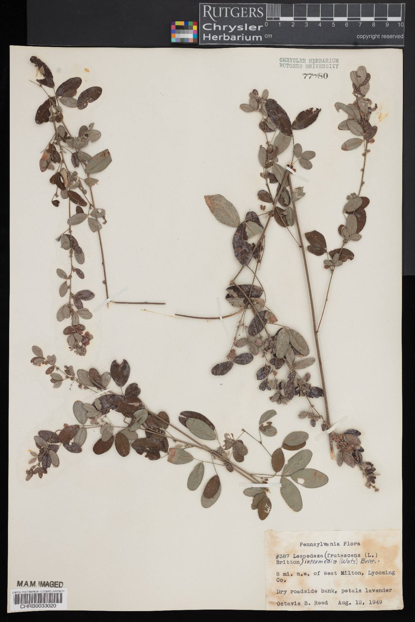 Lespedeza intermedia image