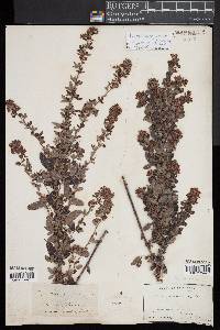 Lespedeza intermedia image