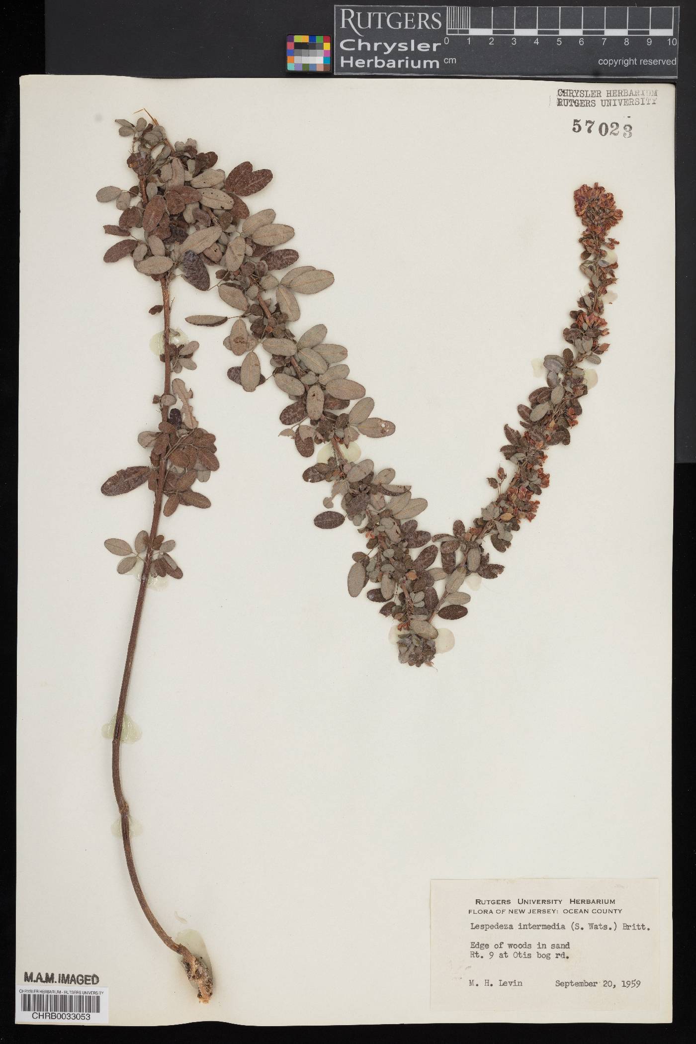 Lespedeza intermedia image