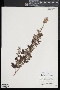 Lespedeza intermedia image