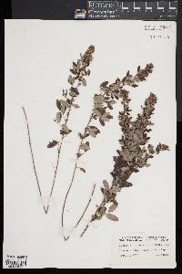 Lespedeza intermedia image