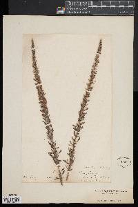 Lespedeza juncea image