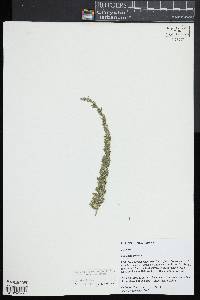 Lespedeza juncea image