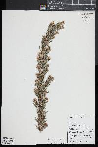 Lespedeza juncea image