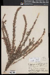 Lespedeza juncea image