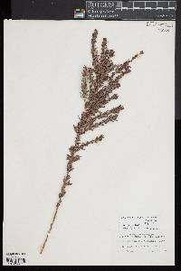 Lespedeza juncea image