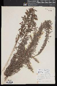 Lespedeza juncea image