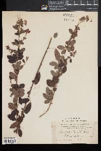 Lespedeza × nuttallii image
