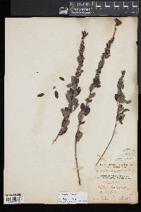 Lespedeza stuevei image