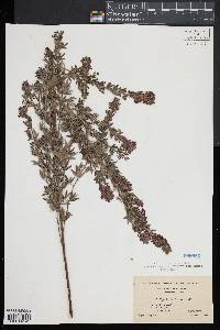 Lespedeza stuevei image