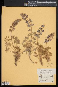 Lupinus albifrons image