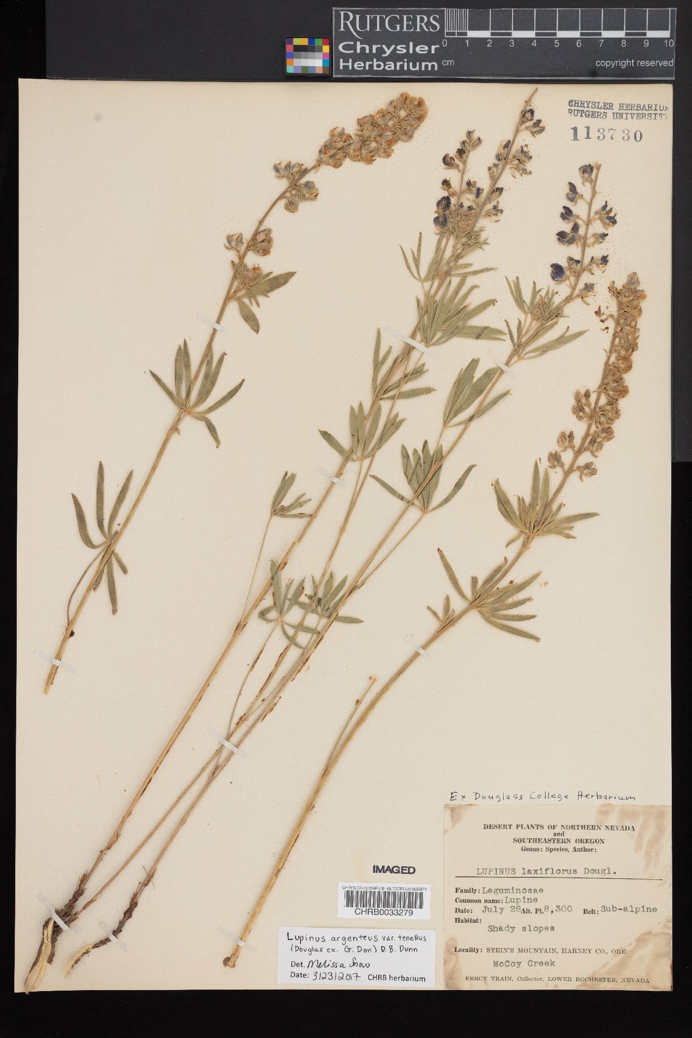 Lupinus argenteus var. laxiflorus image