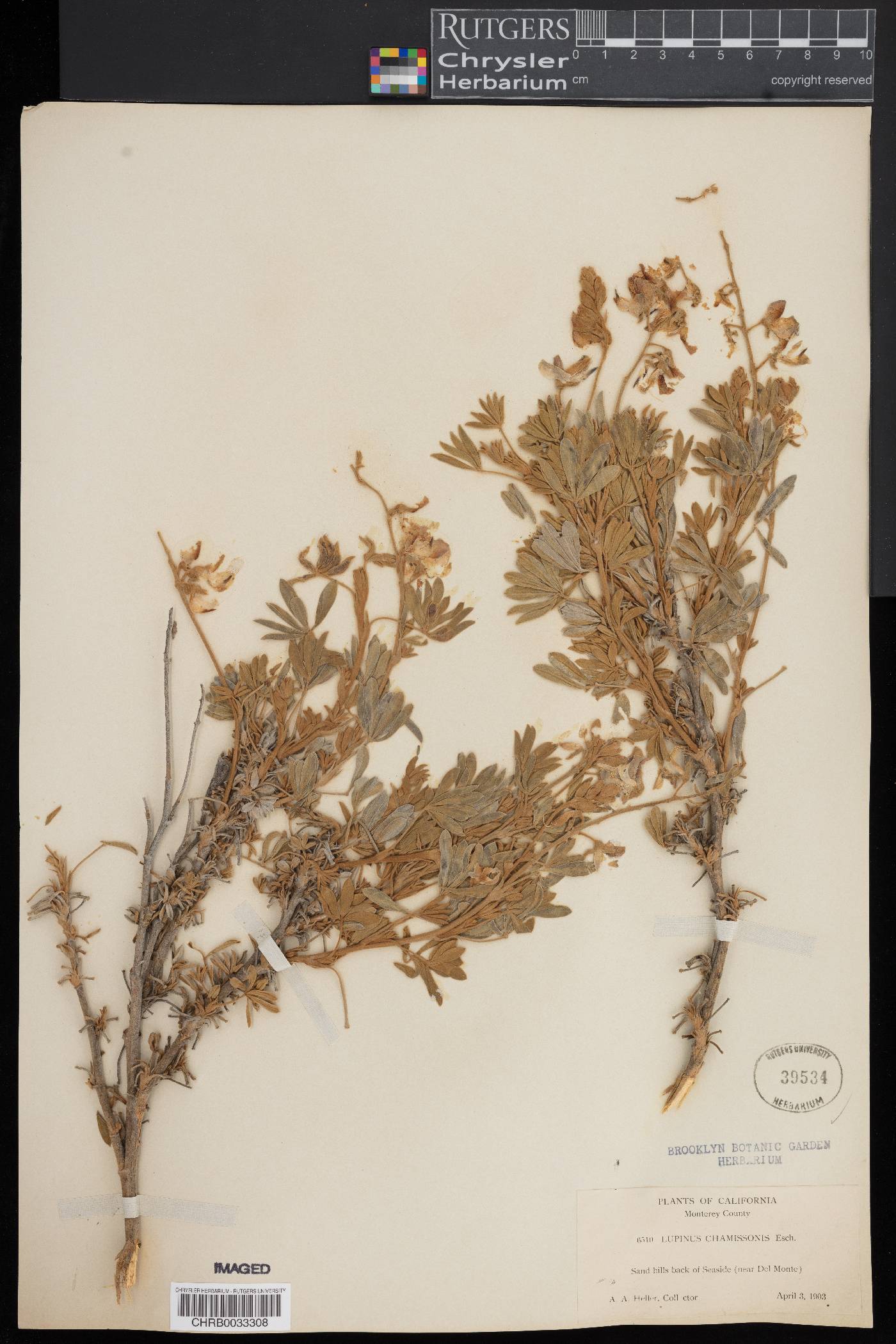 Lupinus chamissonis image
