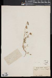 Lupinus nanus image