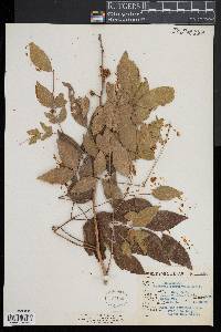 Leucaena macrophylla image