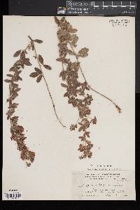 Lespedeza × brittonii image