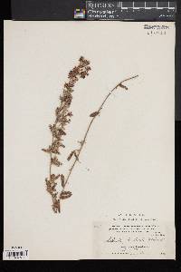 Lespedeza × brittonii image