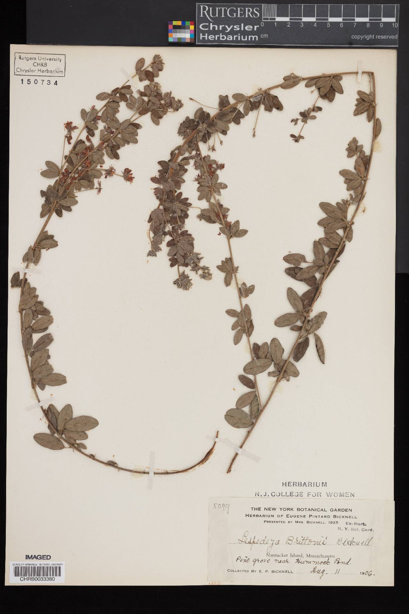 Lespedeza × brittonii image