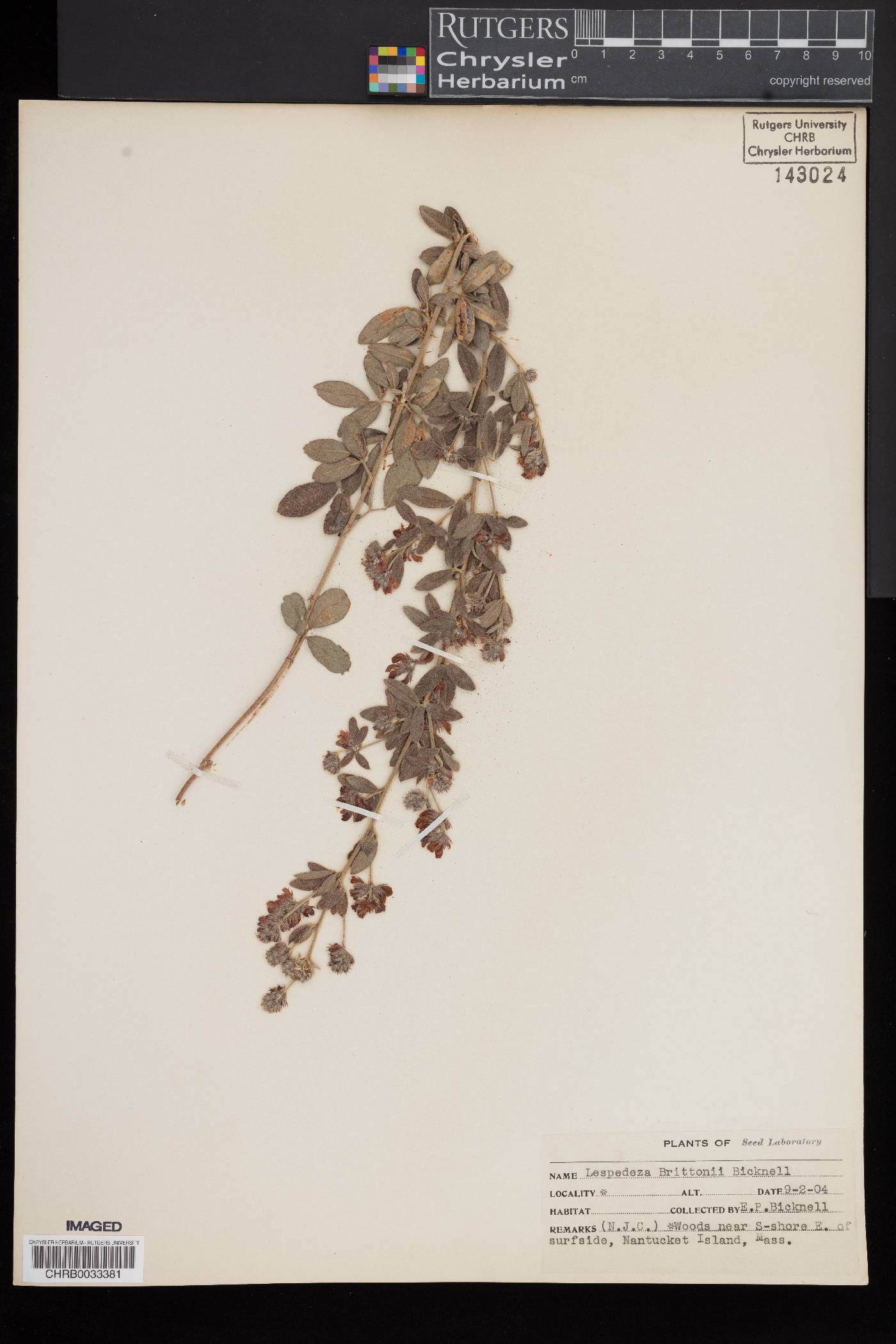 Lespedeza × brittonii image