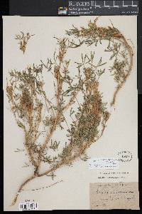 Lupinus angustifolius image