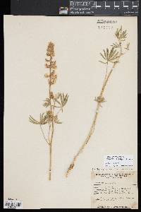 Lupinus arbustus image