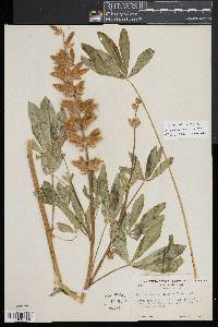 Lupinus superbus image