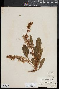 Lupinus diffusus image