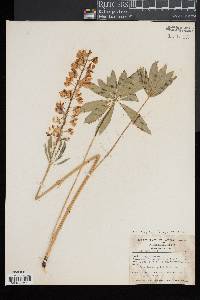 Lupinus polyphyllus image