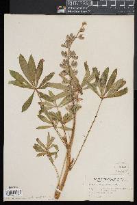 Lupinus polyphyllus image