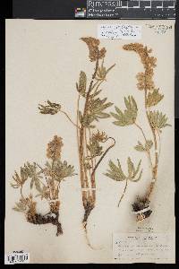 Lupinus polyphyllus image