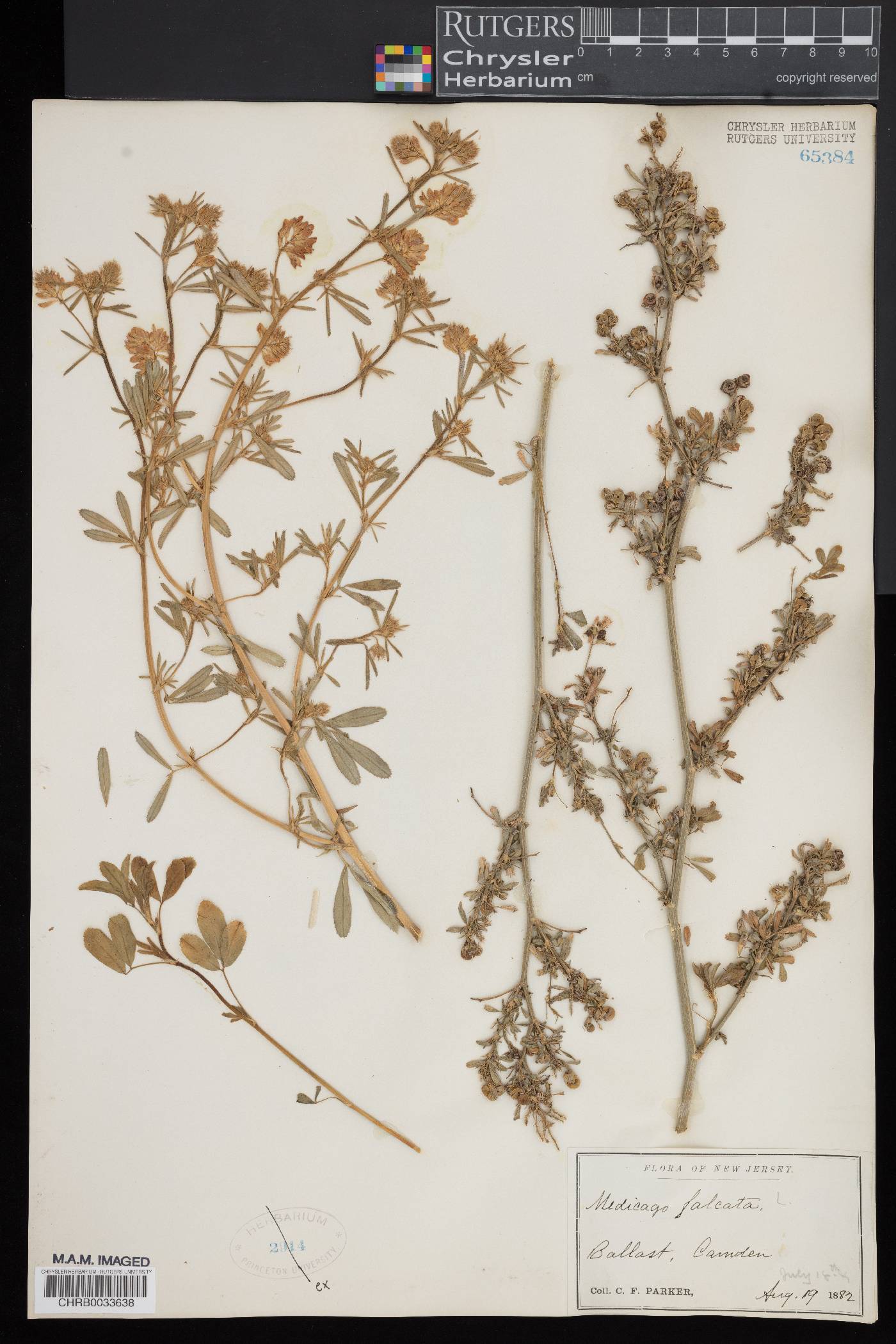 Medicago falcata image