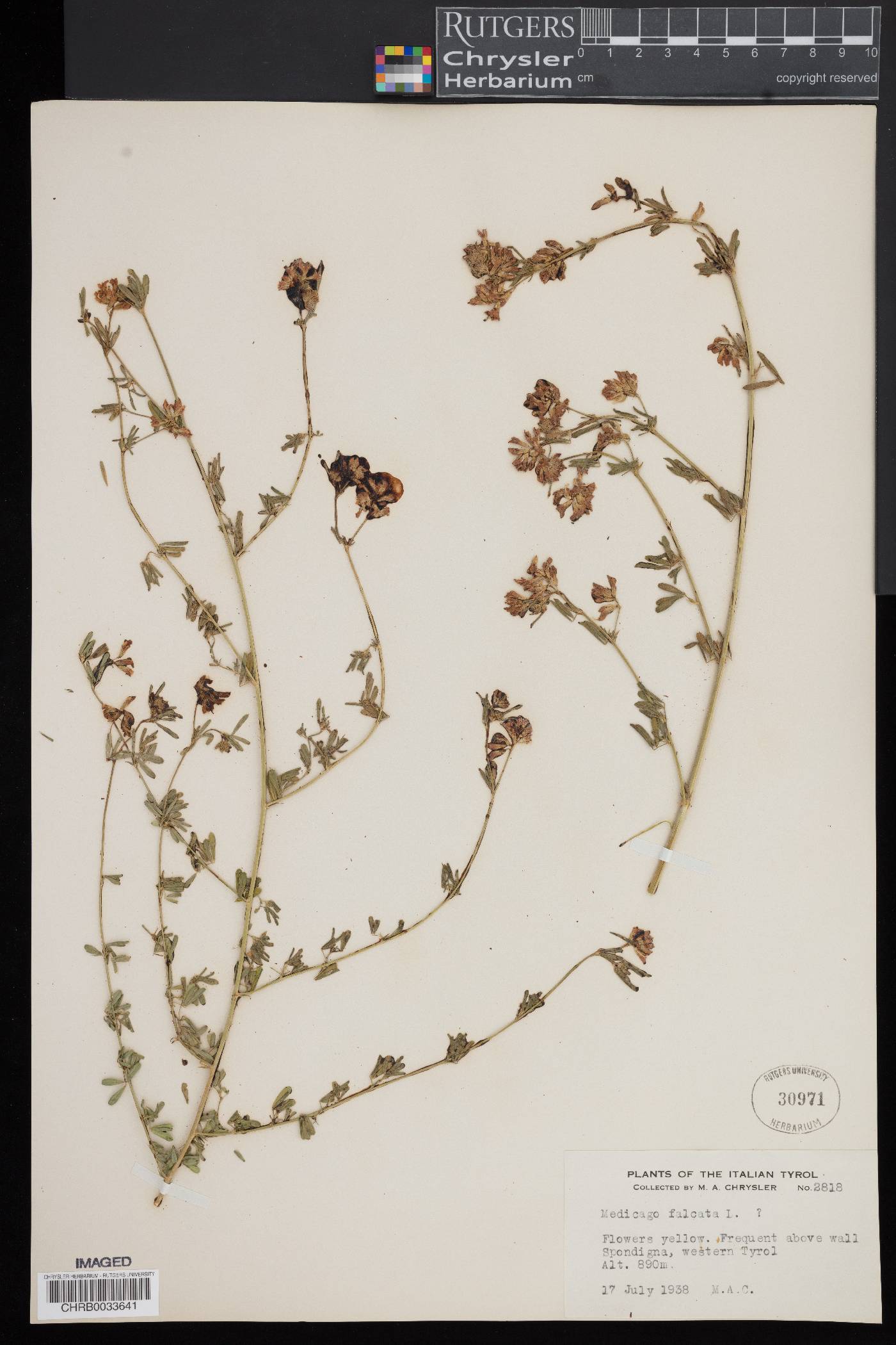 Medicago falcata image