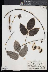 Mucuna urens image