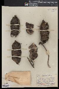 Mucuna urens image
